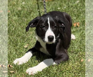 Mutt Dogs for adoption in Yardley, PA, USA