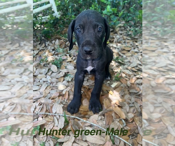 Medium Photo #25 Great Dane Puppy For Sale in FORT DENAUD, FL, USA