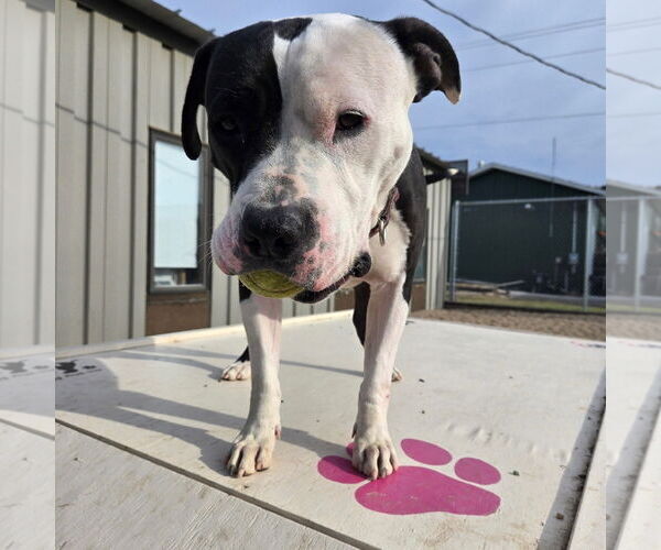 Medium Photo #21 American Pit Bull Terrier-Unknown Mix Puppy For Sale in Fargo, ND, USA