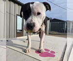 Small #20 American Pit Bull Terrier Mix