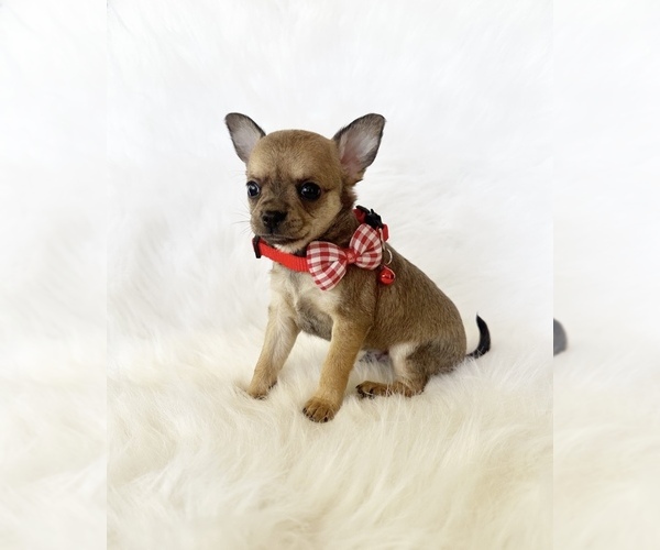 Medium Photo #5 Chihuahua Puppy For Sale in SACRAMENTO, CA, USA
