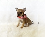 Small #4 Chihuahua
