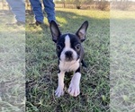 Small #6 Boston Terrier