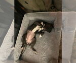 Small #3 Labrador Retriever Mix
