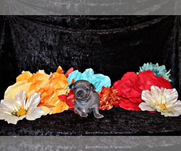 Medium Photo #2 Chihuahua Puppy For Sale in CHARLESTON, AR, USA