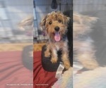 Small #2 Yorkshire Terrier