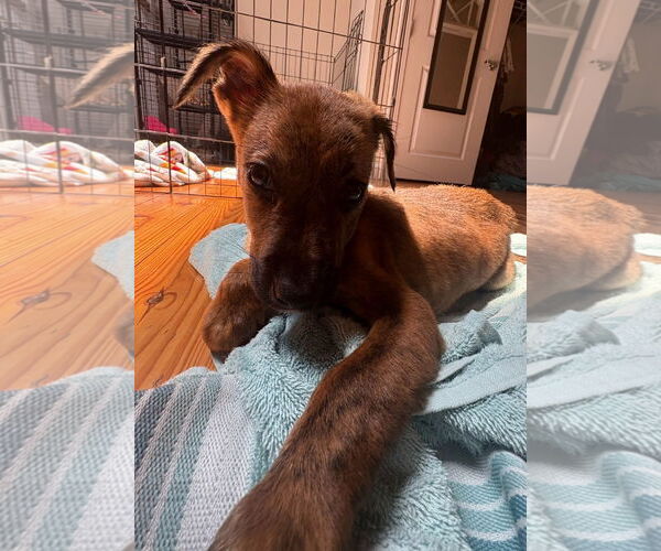 Medium Photo #1 Black Mouth Cur-Labrador Retriever Mix Puppy For Sale in Chester, VA, USA