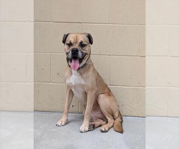 Medium Photo #1 Pug-Unknown Mix Puppy For Sale in Downey, CA, USA