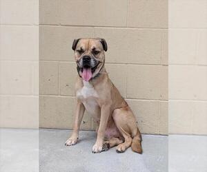 Pug-Unknown Mix Dogs for adoption in Downey, CA, USA