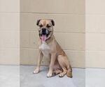 Small Pug Mix