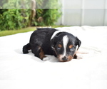 Small #6 Miniature Australian Shepherd