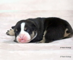 Small #13 Bulldog