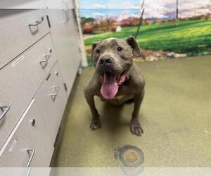 American Pit Bull Terrier-Unknown Mix Dogs for adoption in Moreno Valley, CA, USA