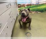 Small American Pit Bull Terrier Mix