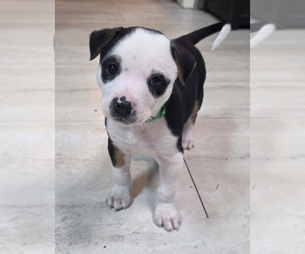 Medium Photo #16 Australian Shepherd-Unknown Mix Puppy For Sale in OKLAHOMA CITY, OK, USA