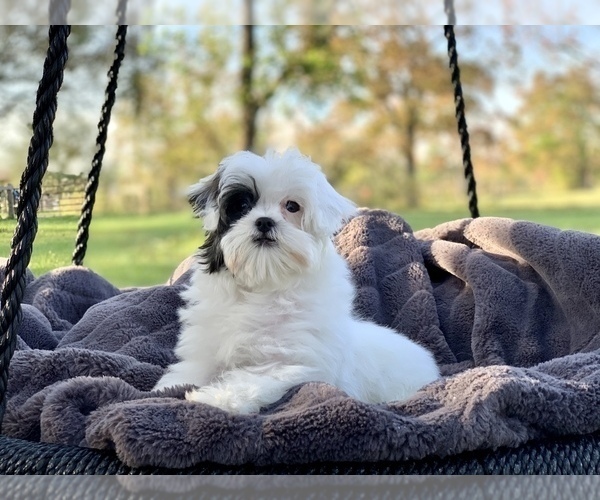 Medium Photo #11 Cavapoo Puppy For Sale in HOUSTON, TX, USA