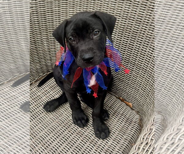 Medium Photo #1 Labrador Retriever-Unknown Mix Puppy For Sale in Houston, TX, USA