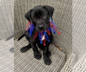 Labrador Retriever-Unknown Mix Dogs for adoption in Houston, TX, USA
