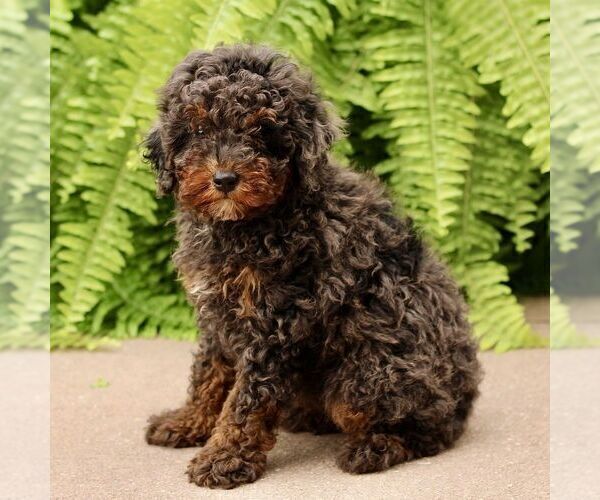 Medium Photo #4 Poodle (Miniature) Puppy For Sale in GORDONVILLE, PA, USA