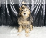 Small Photo #5 Goldendoodle (Miniature) Puppy For Sale in WARSAW, IN, USA