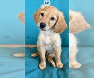Aussiedoodle Miniature -Goldendoodle Mix Puppy for sale in BILOXI, MS, USA