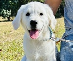 Small Photo #1 English Cream Golden Retriever Puppy For Sale in AMITY, AR, USA