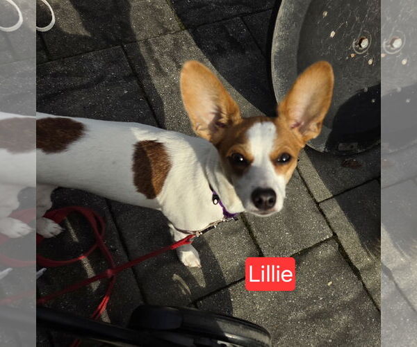 Medium Photo #1 Jack-Rat Terrier Puppy For Sale in Oakhurst, NJ, USA