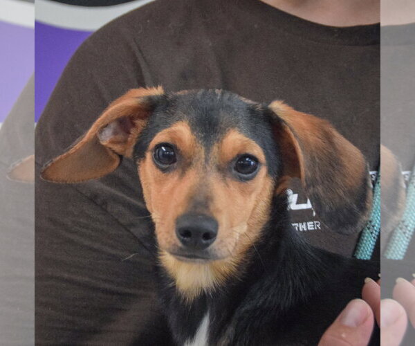 Medium Photo #1 Chiweenie Puppy For Sale in Huntley, IL, USA