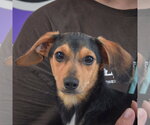 Small Chiweenie
