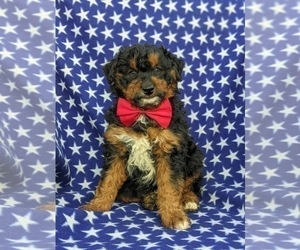 Aussiedoodle Miniature  Puppy for sale in KIRKWOOD, PA, USA