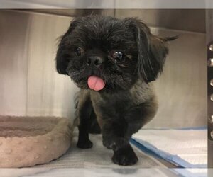 Pekingese Dogs for adoption in Corona, CA, USA