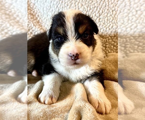Medium Photo #2 Australian Shepherd Puppy For Sale in EUSTIS, FL, USA