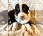 Small #1 Australian Shepherd