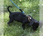 Small #2 Cocker Spaniel