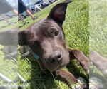 Small #7 American Pit Bull Terrier-American Staffordshire Terrier Mix