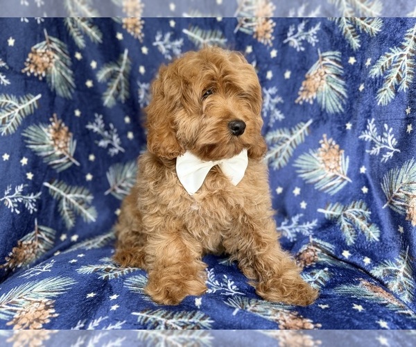 Medium Photo #2 Cockapoo (Miniature) Puppy For Sale in LAKELAND, FL, USA