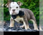 Small #4 Bulldog