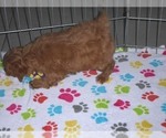 Small Photo #9 Cockapoo-Poodle (Miniature) Mix Puppy For Sale in ORO VALLEY, AZ, USA