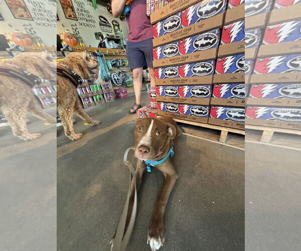 Medium Photo #24 Mutt Puppy For Sale in Philadelphia, PA, USA