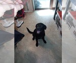 Small #4 Alaskan Malamute-Labrador Retriever Mix