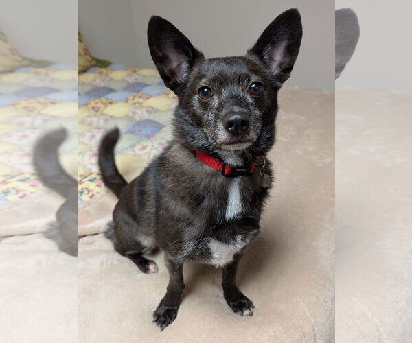 Medium Photo #3 Schipperke-Unknown Mix Puppy For Sale in Greensboro, NC, USA