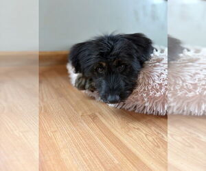 Shepradors Dogs for adoption in Aurora, IN, USA