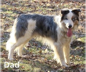 Father of the Border Collie puppies born on 11/08/2024