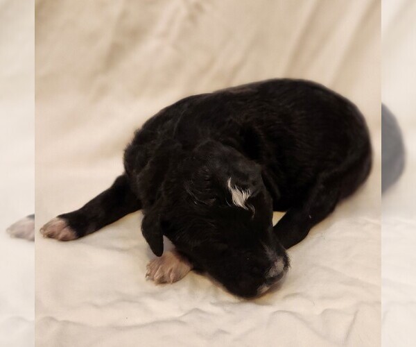 Medium Photo #8 F2 Aussiedoodle Puppy For Sale in COLUMBIA, TN, USA
