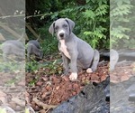 Small #2 Great Dane