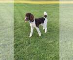 Small Photo #1 Sheepadoodle Puppy For Sale in LITTLETON, CO, USA
