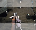 Small #8 Boston Terrier