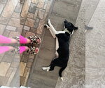 Small #6 Border Collie Mix