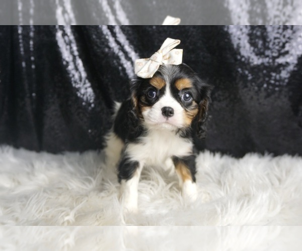 Medium Photo #5 Cavalier King Charles Spaniel Puppy For Sale in WARSAW, IN, USA