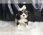 Small Photo #98 Cavalier King Charles Spaniel Puppy For Sale in WARSAW, IN, USA